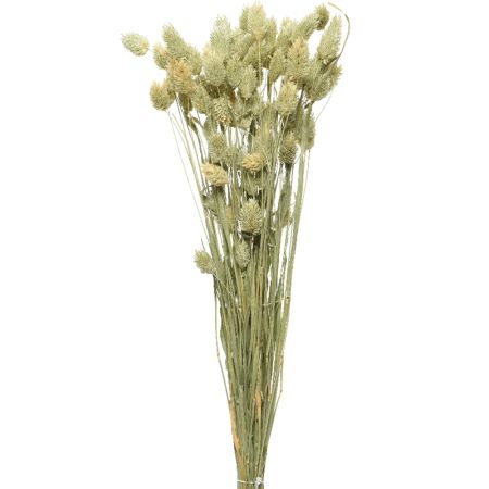 Διακοσμητική δέσμη με αποξηραμένα άνθη Phalaris  60cm