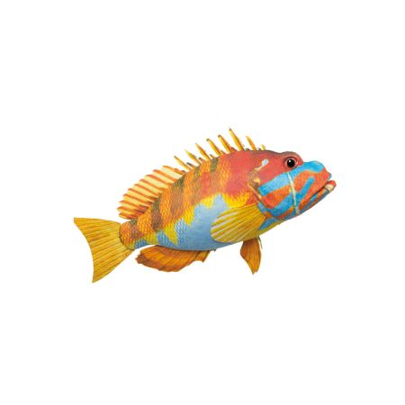 Διακοσμητικό εξωτικό ψάρι Πορτοκαλί - Γαλάζιο 47x29x13cm