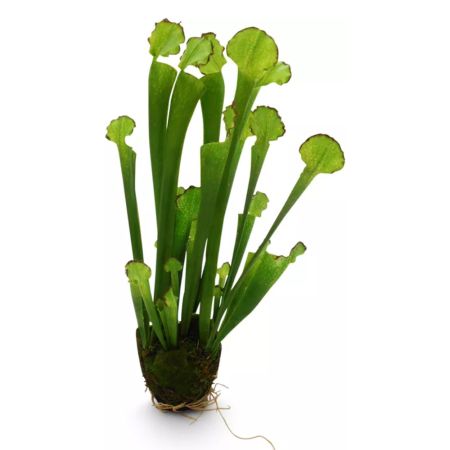 Decorative artificial Cobra Lily plant 55cm