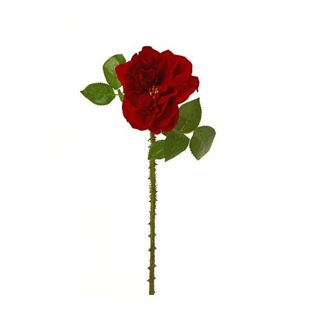 Τριαντάφυλλο με αγκάθια, βαθύ κόκκινο